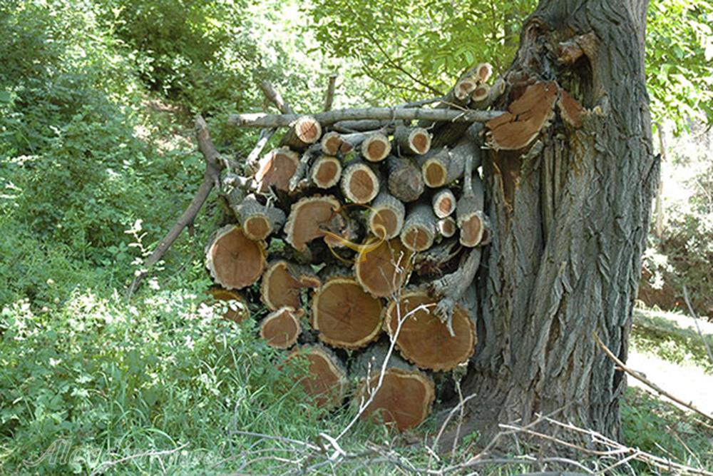 هتل نویذر الموت | علاءالدین تراول