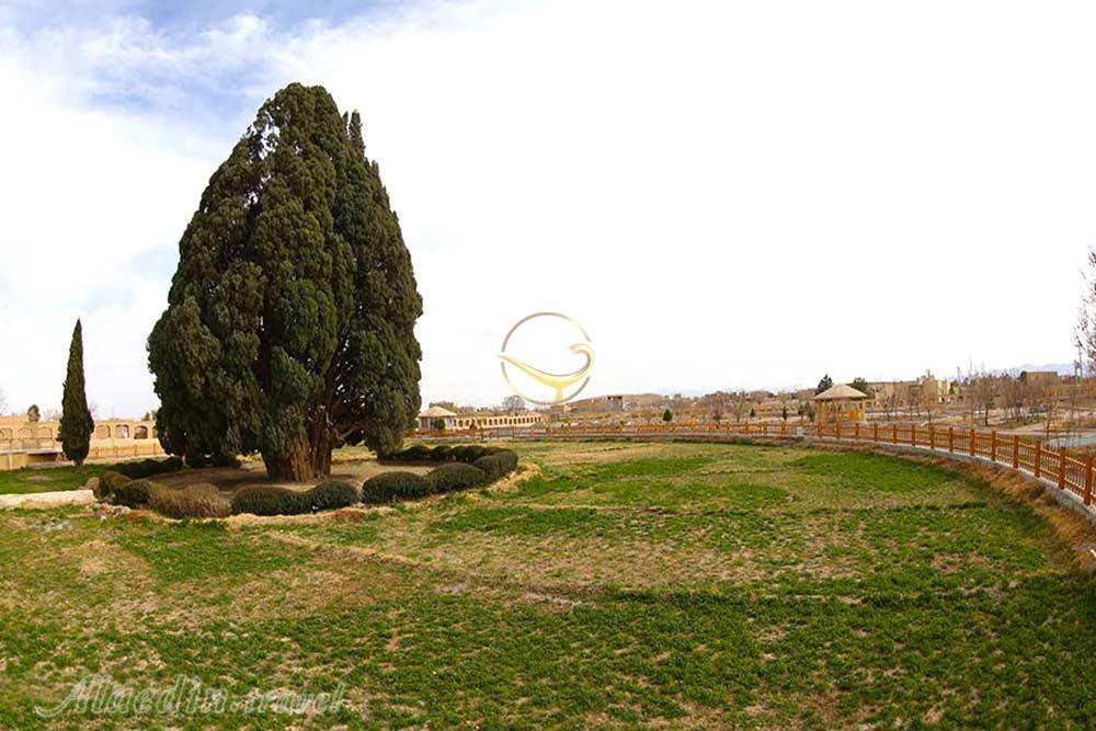 سرو ابرکوه | علاءالدین تراول