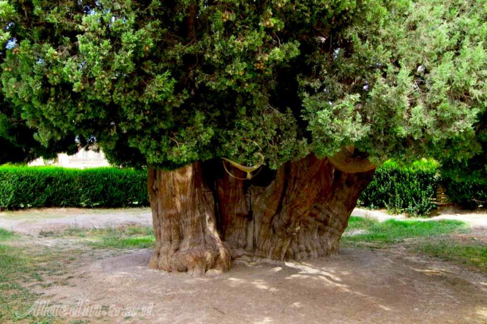 سرو ابرکوه | علاءالدین تراول