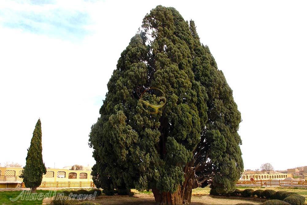 سرو ابرکوه | علاءالدین تراول