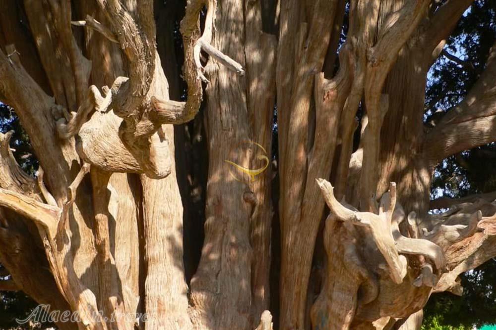 سرو ابرکوه | علاءالدین تراول