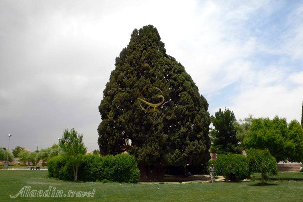 سرو ابرکوه | علاءالدین تراول