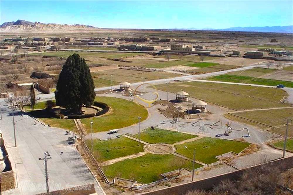 سرو ابرکوه | علاءالدین تراول