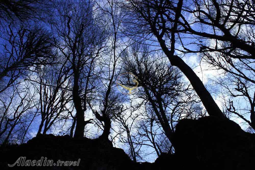 جنگل عباس آباد | علاءالدین تراول