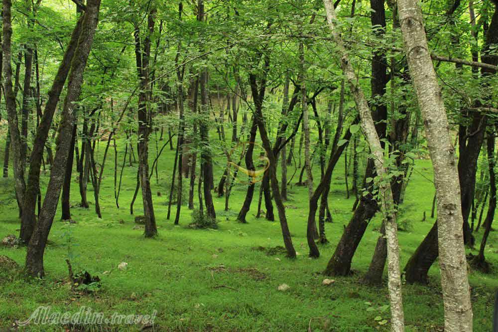 جنگل عباس آباد | علاءالدین تراول