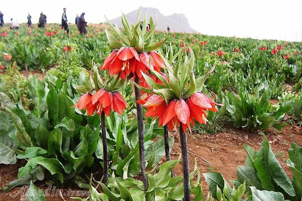 دشت های لاله واژگون الیگودرز | علاءالدین تراول