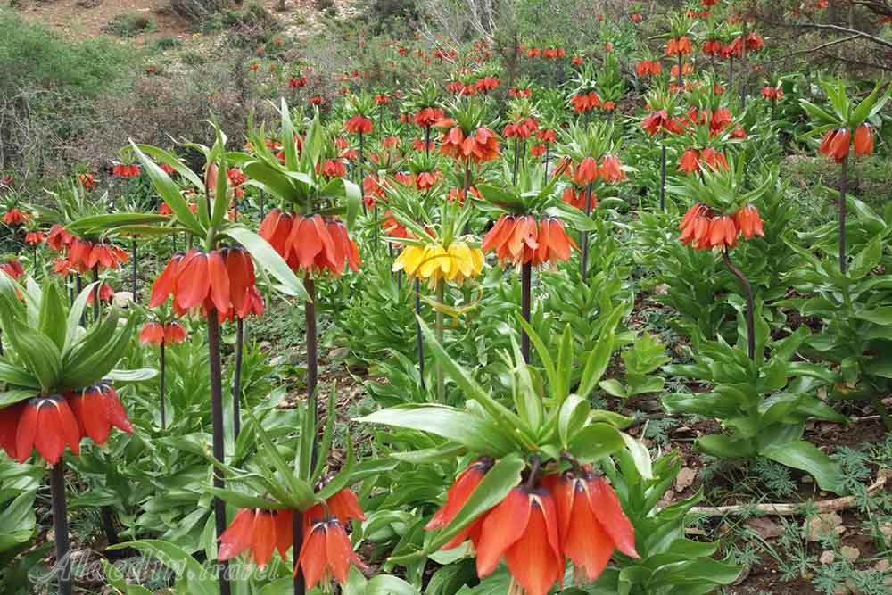 دشت های لاله واژگون الیگودرز | علاءالدین تراول