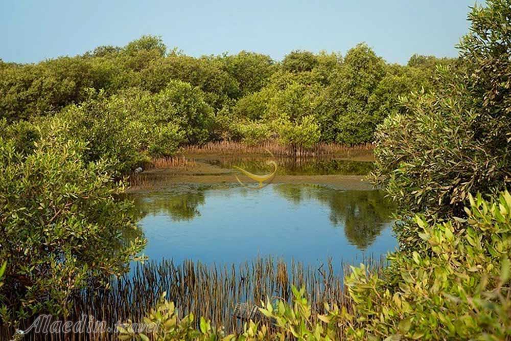 جنگل های حرا در عسلویه | علاءالدین تراول