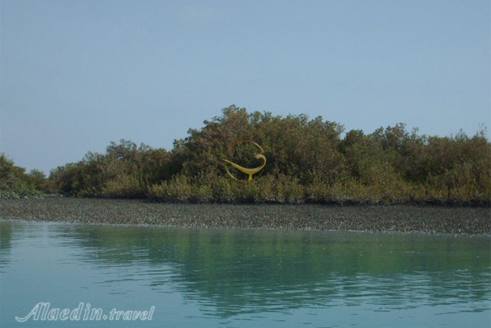 جنگل های حرا در عسلویه | علاءالدین تراول