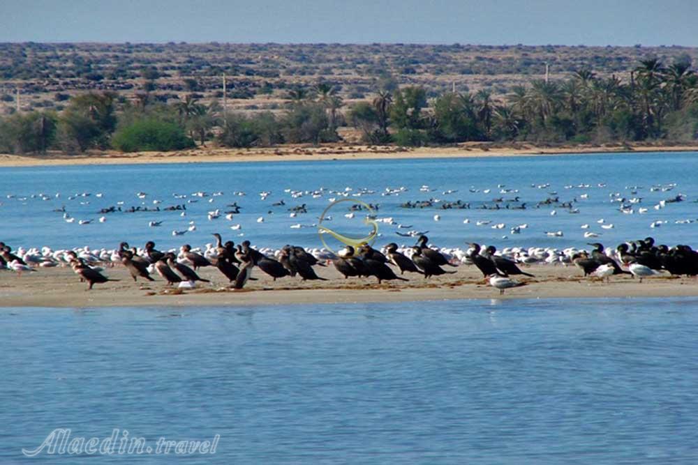 خلیج نایبند در عسلویه | علاءالدین تراول