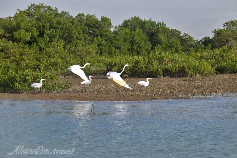 خلیج نایبند در عسلویه | علاءالدین تراول