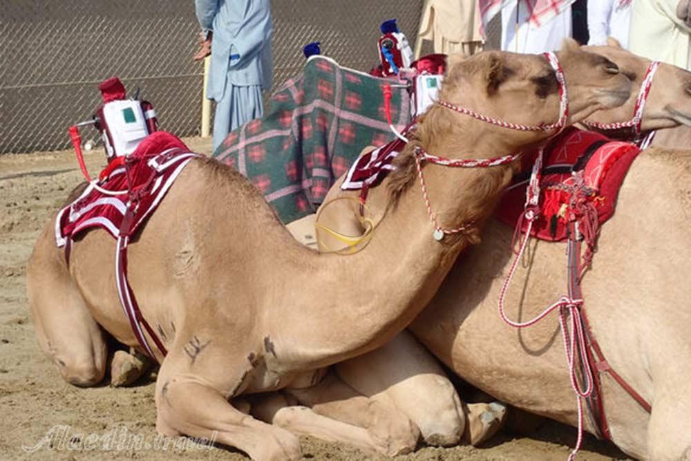 مسیر شترسواری الشحانیا دوحه - قطر | علاءالدین تراول