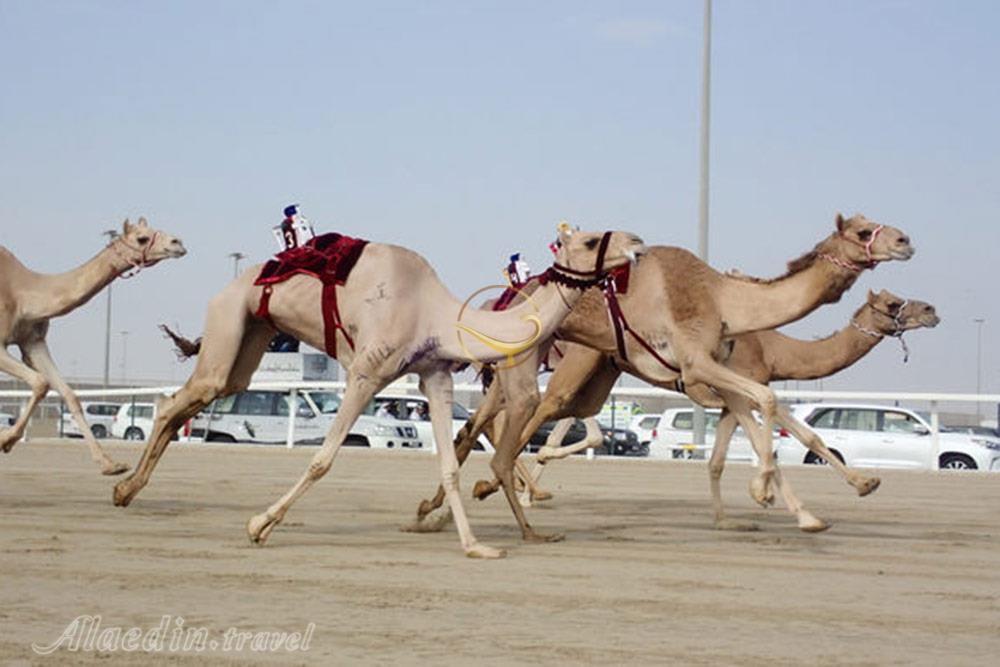 مسیر شترسواری الشحانیا دوحه - قطر | علاءالدین تراول