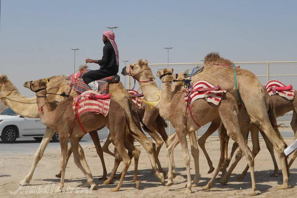 مسیر شترسواری الشحانیا دوحه - قطر | علاءالدین تراول