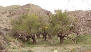 روستای مهوید فردوس