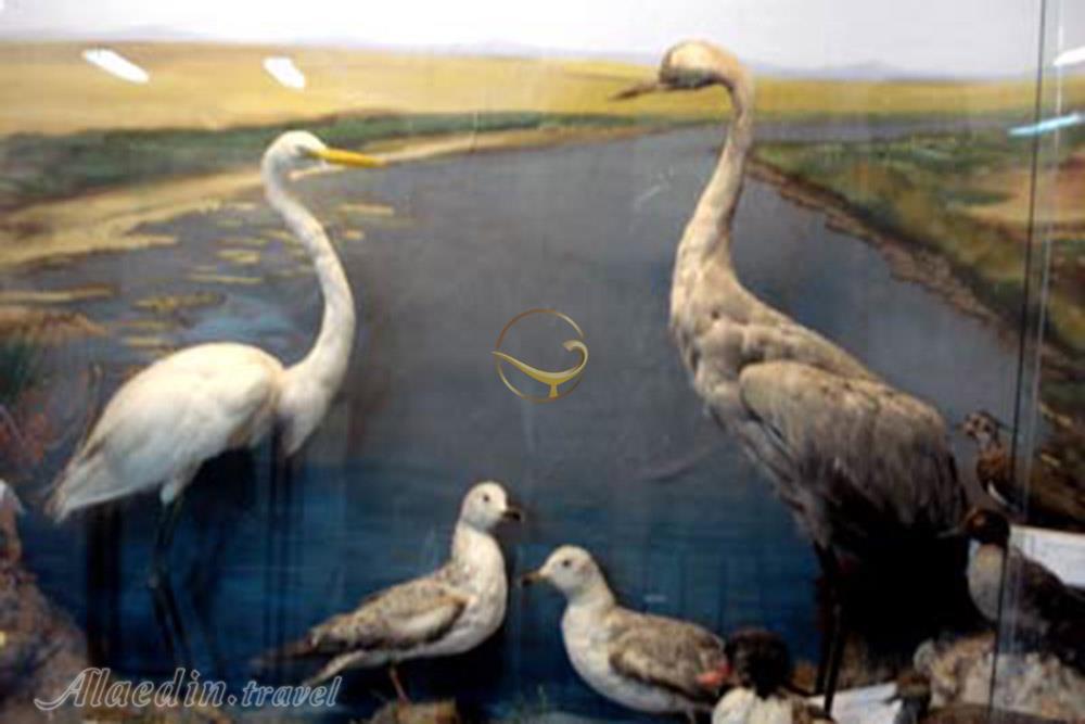 موزه حیات وحش گناباد | علاءالدین تراول
