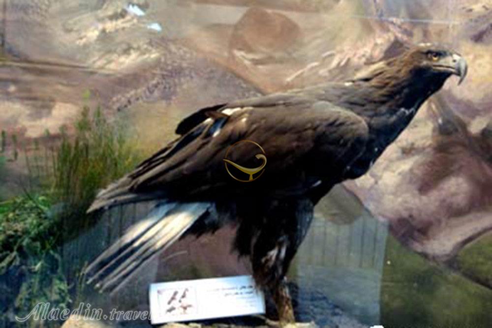 موزه حیات وحش گناباد | علاءالدین تراول