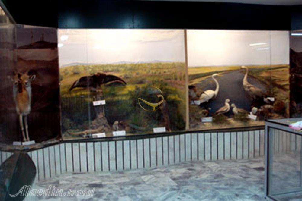موزه حیات وحش گناباد | علاءالدین تراول