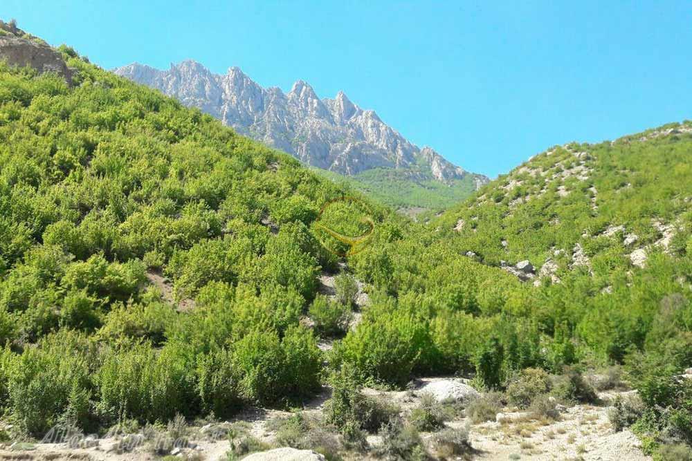 جنگل فینسک مهدیشهر | علاءالدین تراول