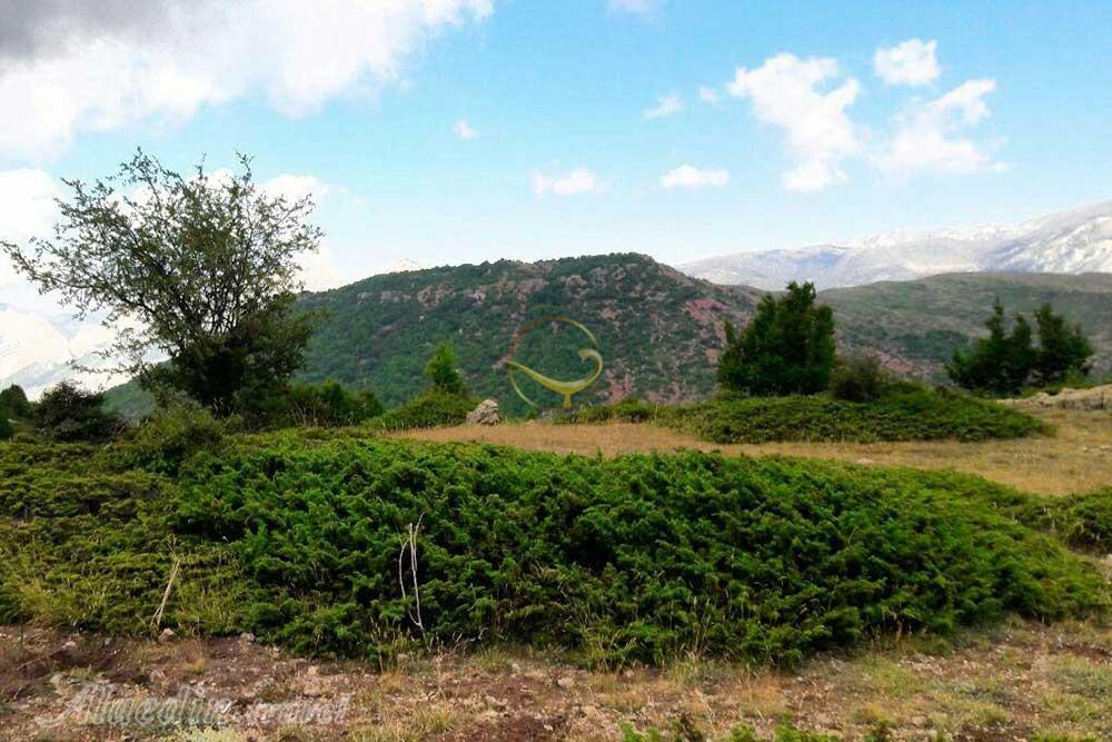 جنگل فینسک مهدیشهر | علاءالدین تراول