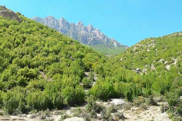 جنگل فینسک در مهدیشهر