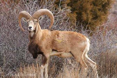 منطقه حفاظت شده پرور در مهدیشهر