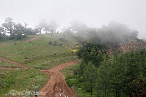 جنگل رودبارک در مهدیشهر