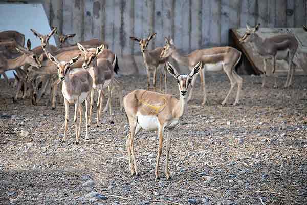 باغ آهو در مهریز