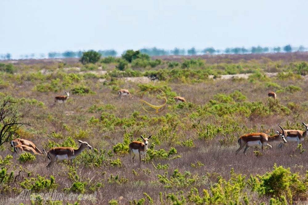 منطقه حفاظت شده گلول شیروان | علاءالدین تراول