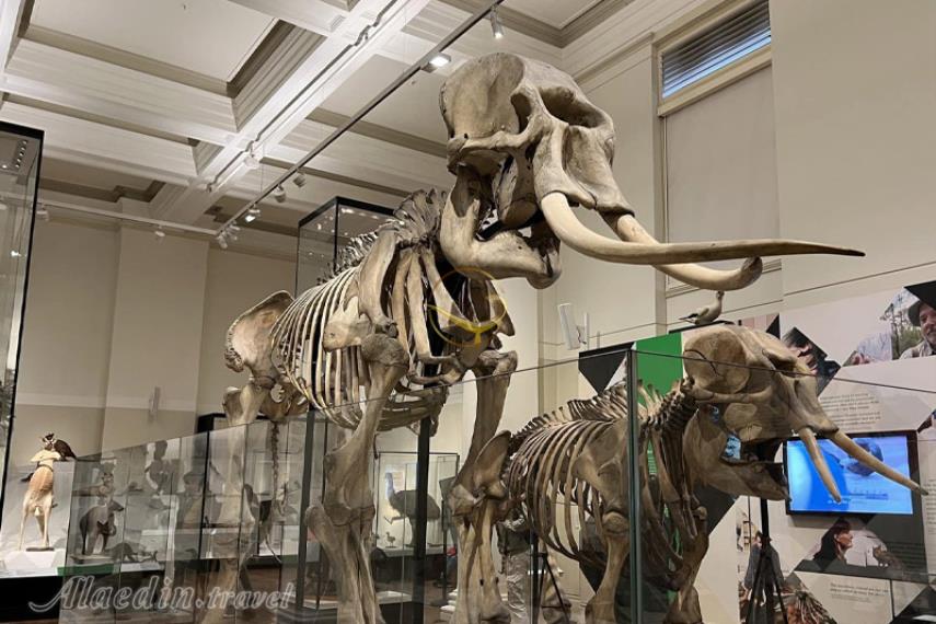 موزه استرالیا در سیدنی | علالادین تراول