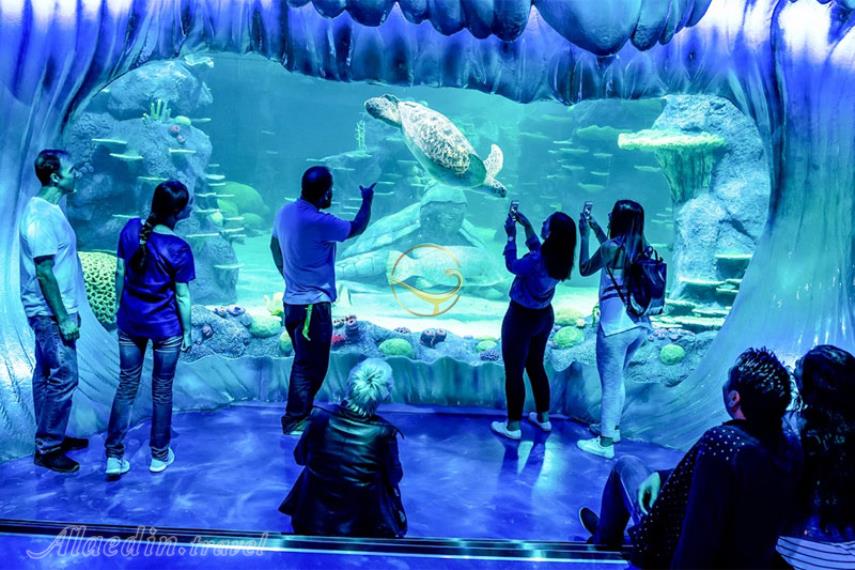 آکواریوم SEA LIFE سیدنی | علاالدین تراول