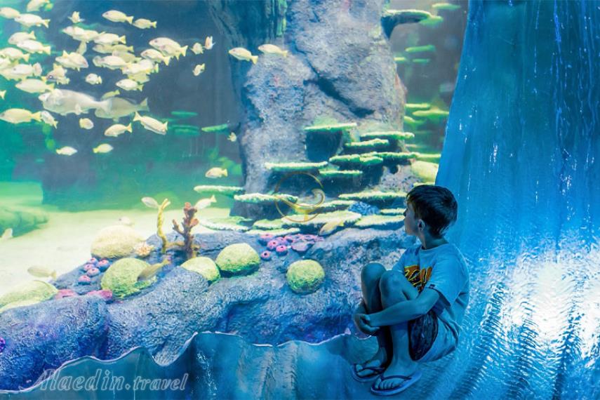 آکواریوم SEA LIFE سیدنی | علاالدین تراول