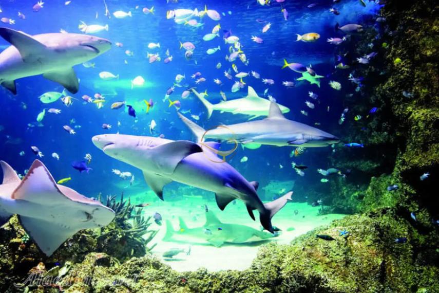 آکواریوم SEA LIFE سیدنی | علاالدین تراول