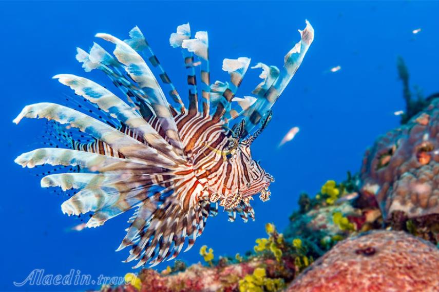 آکواریوم SEA LIFE سیدنی | علاالدین تراول