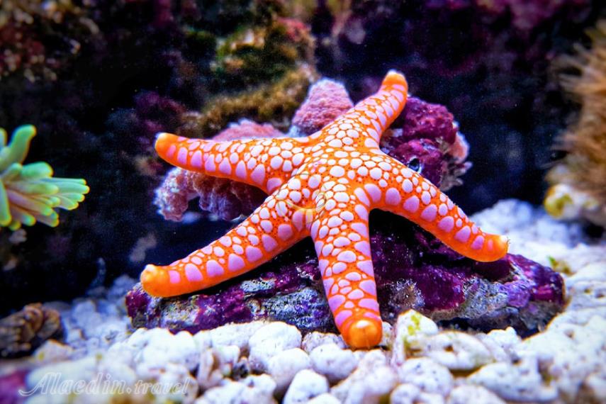 آکواریوم SEA LIFE سیدنی | علاالدین تراول