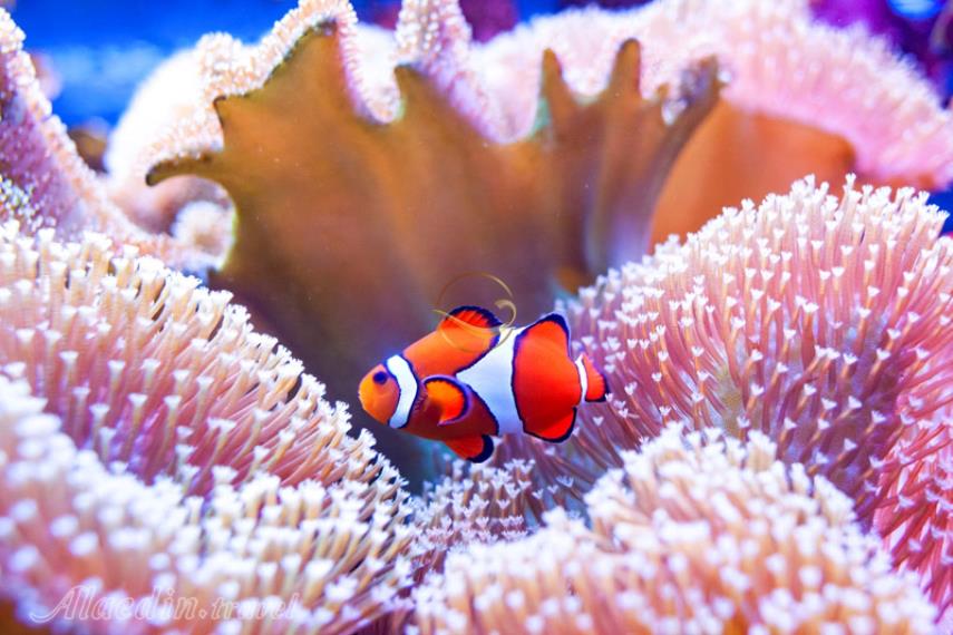 آکواریوم SEA LIFE سیدنی | علاالدین تراول