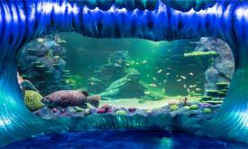 آکواریوم SEA LIFE سیدنی - استرالیا