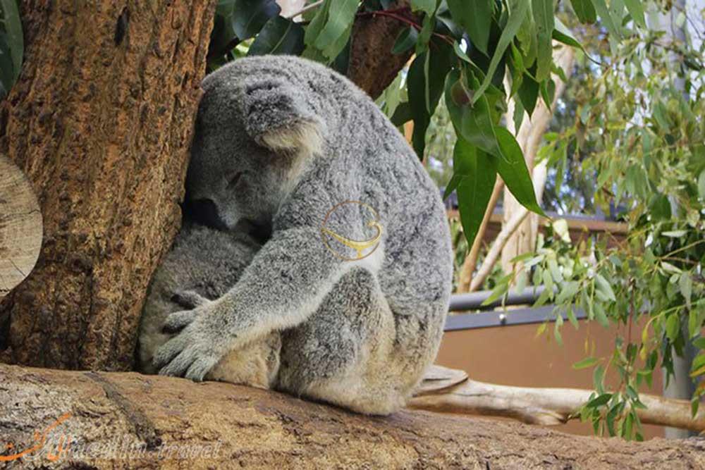 باغ وحش تارونگا سیدنی - استرلیا | علاءالدین تراول