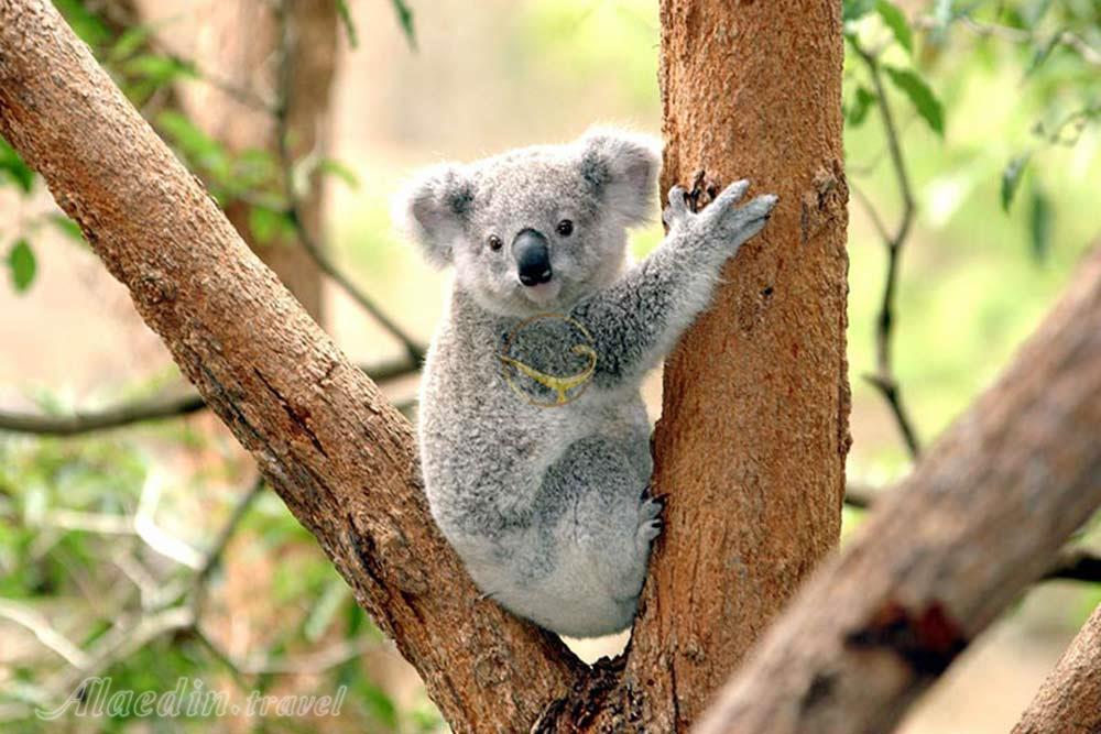 باغ وحش تارونگا سیدنی - استرلیا | علاءالدین تراول