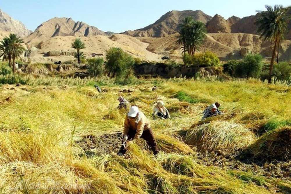 روستای ازمیغان طبس | علاءالدین تراول