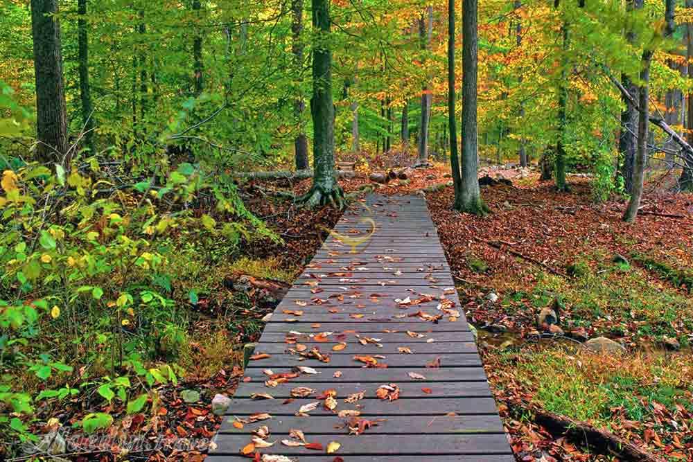 پارک جنگلی گیسوم تالش | علاءالدین تراول