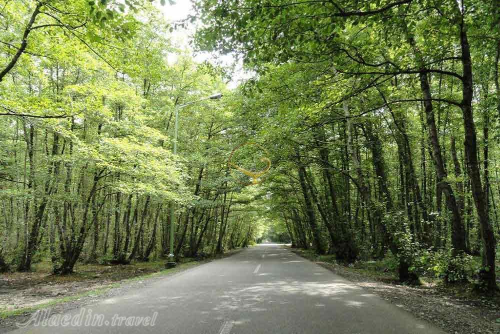 پارک جنگلی گیسوم تالش | علاءالدین تراول