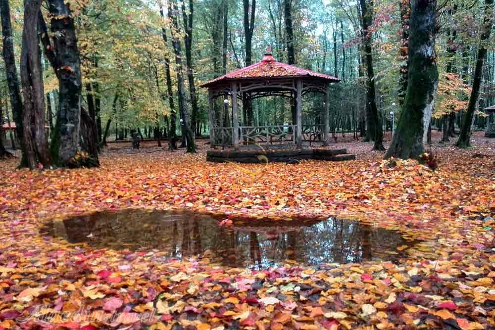 پارک جنگلی گیسوم تالش | علاءالدین تراول