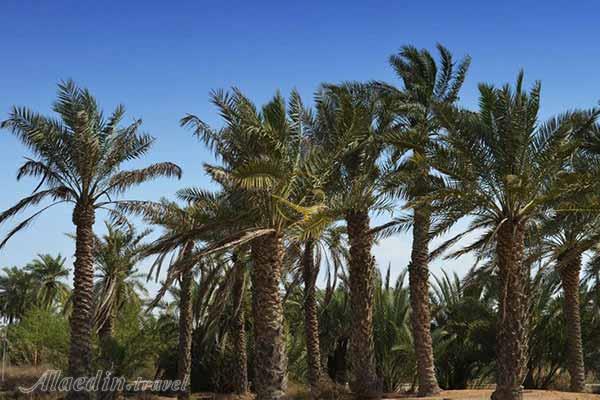 روستای شلحه امام حسن عسگری در آبادان