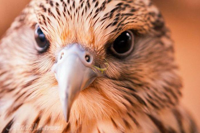 بیمارستان شاهین ها ابوظبی - امارات متحده عربی