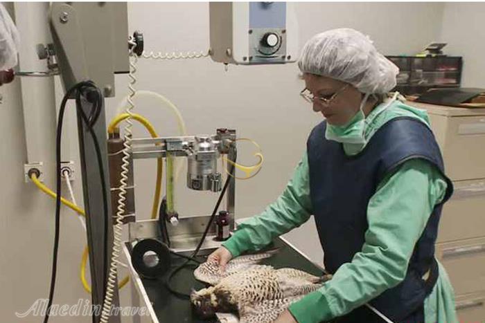 بیمارستان شاهین ها ابوظبی - امارات متحده عربی