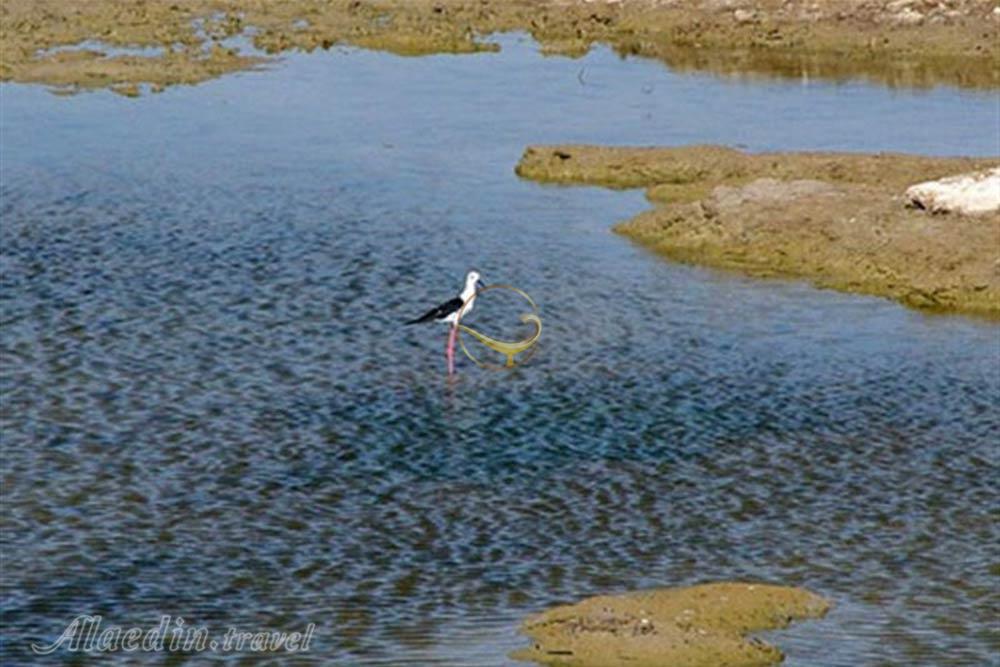 تالاب بامدژ اهواز | علاءالدین تراول