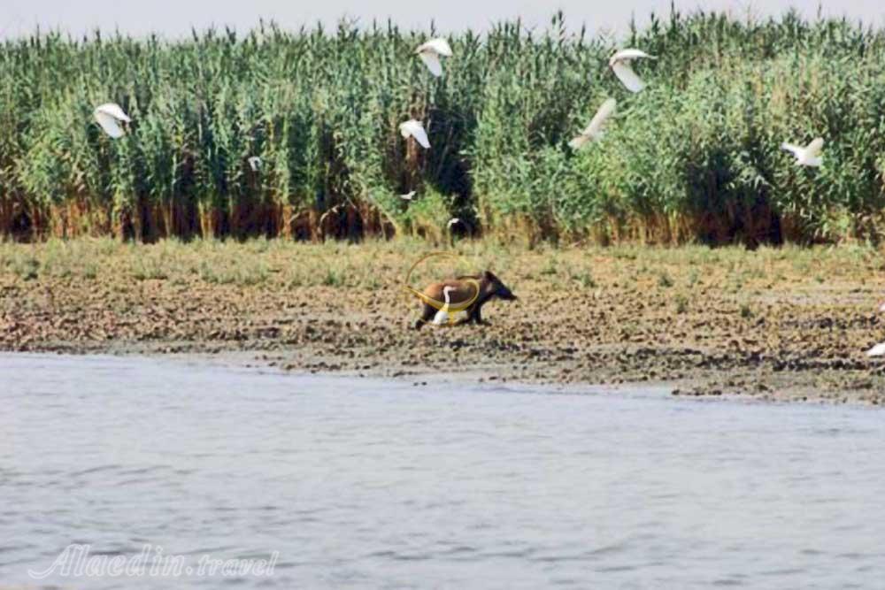 تالاب بامدژ اهواز | علاءالدین تراول