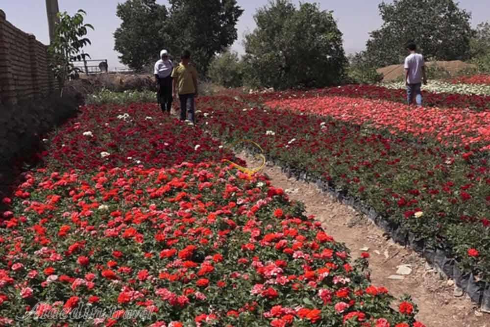 روستای گایکان الیگودرز | علاءالدین تراول