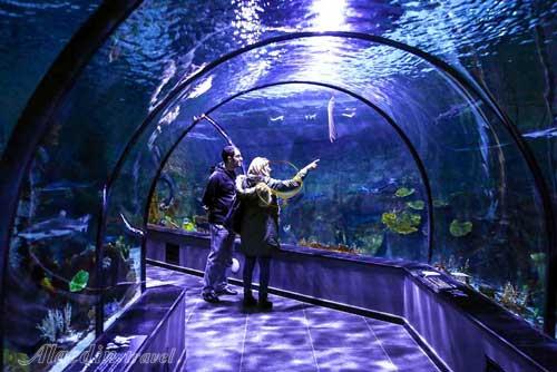 آکواریوم انزلی بندر انزلی